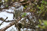 White-throated Tyrannulet